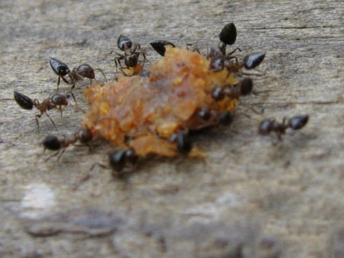 为您分享一些消灭蚂蚁的窍门